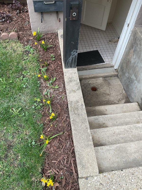 Responded to a main drain cleanout at a century-old residential property where the outdoor drain system had been completely blocked for one month due to a collapsed drain line. Accessed the exterior drain opening located at the below-grade entrance landing, assessed the blockage condition, and documented the deteriorated drainage infrastructure. Due to the structural collapse of the aging drain pipe, recommended full drain line replacement to restore proper function to the main sewer system.