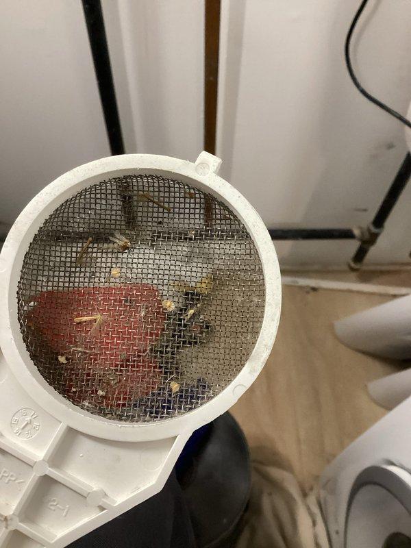 Completed comprehensive VIP plumbing maintenance inspection of residential mechanical room and associated systems. Inspected heating system components including copper piping, manifold control panel with gauges, and valve assemblies with proper operation confirmed. Removed and cleaned severely clogged drain strainer showing significant rust-colored residue, hair, and debris accumulation; reinstalled after thorough cleaning to restore proper drainage function.