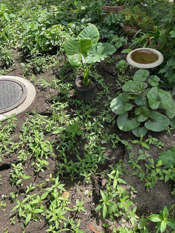 Responded to follow-up service call for previously installed floor control system where sinkhole had developed around manhole access point. Coordinated with dig crew to address soil settlement and subsidence issues surrounding the manhole structure. Documented site conditions showing compromised soil stability in garden area adjacent to utility access cover, with visible depression and settling around concrete ring. Assessed structural integrity of manhole and surrounding installation to determine extent of remediation required for proper drainage function and safety compliance.