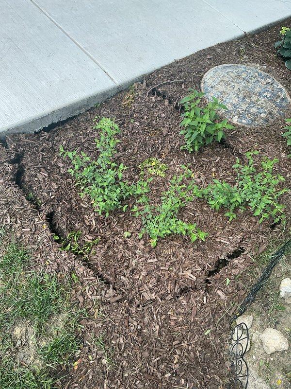 Responded to warranty callback for sinkhole formation in landscaped area following previous flood control installation. Conducted site inspection and documented current condition of affected garden bed, including mulched areas, plantings, decorative elements, and adjacent hardscaping. Photos captured to assess soil settlement patterns and determine necessary corrective measures for warranty resolution.