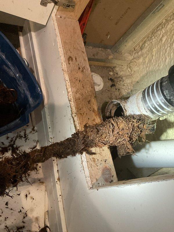 Responded to sewage backup through lowest level shower drain caused by root intrusion in main sewer line. Performed mechanical rodding of main drain line to clear blockage and restore proper drainage flow. Accessed main cleanout, removed root mass and debris from line, and verified clearance through system testing. Documented existing conditions including deteriorated pipe sections and root infiltration points for future permanent repair recommendations.