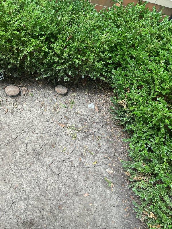 Responded to drainage backup caused by root intrusion in main sewer line. Previous service providers had declined the job due to complexity. Successfully cleared the blockage and restored proper drainage flow through the system. Accessed utility cleanouts in side yard area to perform root removal and line clearing procedures, resolving the backup issue that other companies were unable to address.