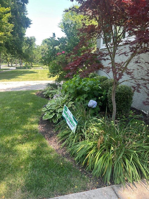 Completed comprehensive estimate for lead water service line replacement at a 60-year-old residential property. Inspected existing water meter installation and main service entry point in basement utility area, documenting current piping configuration including copper supply lines and shutoff valves. Assessed exterior property conditions and identified service line path from municipal connection point to structure entry, noting landscaping considerations including ornamental plantings, mature trees, and established garden beds that will require protection during excavation work. Photographed existing meter assembly and surrounding mechanical infrastructure to document pre-construction conditions. Provided homeowner with detailed replacement recommendations and scope of work required for full lead service line remediation affecting whole-house water supply system.