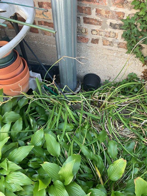 Responded to commercial clogged drain service call at outdoor patio area. Upon arrival, located and inspected exterior drainage system including vertical downspout and floor drain assembly positioned against brick wall near gardening storage area. Successfully cleared obstruction from drain line and verified proper water flow through the system.