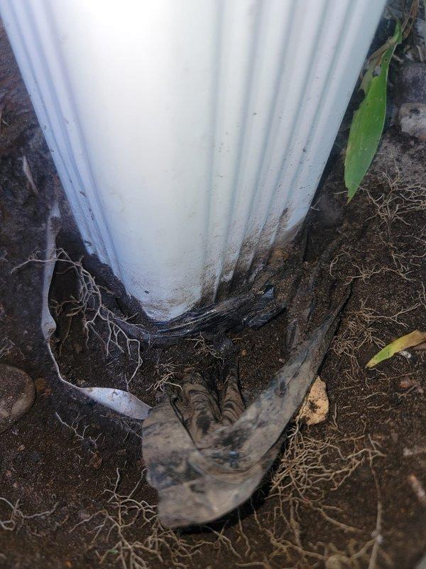 Responded to service call for French drain cleaning and inspection at century-old residential property. Upon arrival, located exterior drainage system at building foundation where downspout connects to underground French drain line. Performed thorough inspection of accessible drainage components, including downspout connection point and French drain entry at foundation level. Verified proper water flow through system and assessed condition of drain line opening. Documented existing drainage configuration with turquoise flexible connector hose linking downspout discharge to French drain intake point in mulched landscape area adjacent to brick exterior wall.