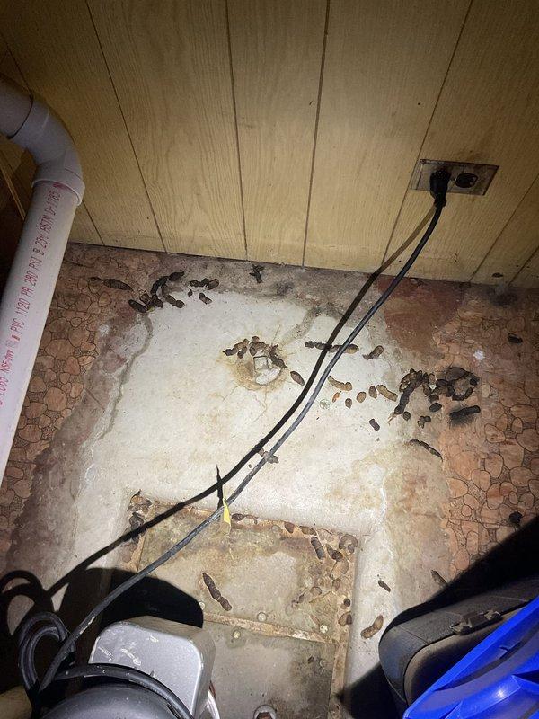 Responded to commercial property for basement water backup occurring during heavy rainfall and bathtub usage. Accessed confined utility space and crawl area to inspect drainage system and identify source of backup. Deployed drain cleaning equipment in deteriorated flooring conditions with visible debris accumulation, cleared obstruction from main sewer line, and documented pre- and post-service conditions of work area including PVC drainage piping and mechanical components.