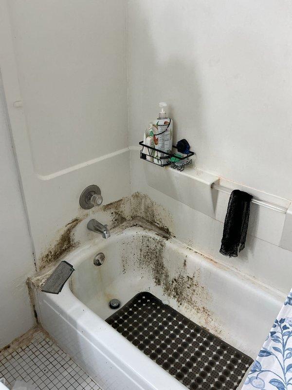 Responded to service call for bathtub and shower area with extensive mold and mildew contamination around faucet fixtures, tile surfaces, and grout lines. Upon inspection, found heavy biological growth concentrated at the base of the chrome tub spout, around the wall-mounted temperature control valve, and throughout the tile-to-tub junction areas, indicating prolonged moisture exposure and inadequate ventilation. Documented existing conditions showing dark brown and black staining patterns across white ceramic tile walls and bathtub interior surfaces. Provided customer with detailed assessment of moisture intrusion issues and recommended comprehensive remediation including professional mold removal, regrouting of affected tile areas, and potential replacement of compromised caulking and sealants around all plumbing fixtures to prevent future growth and water damage.