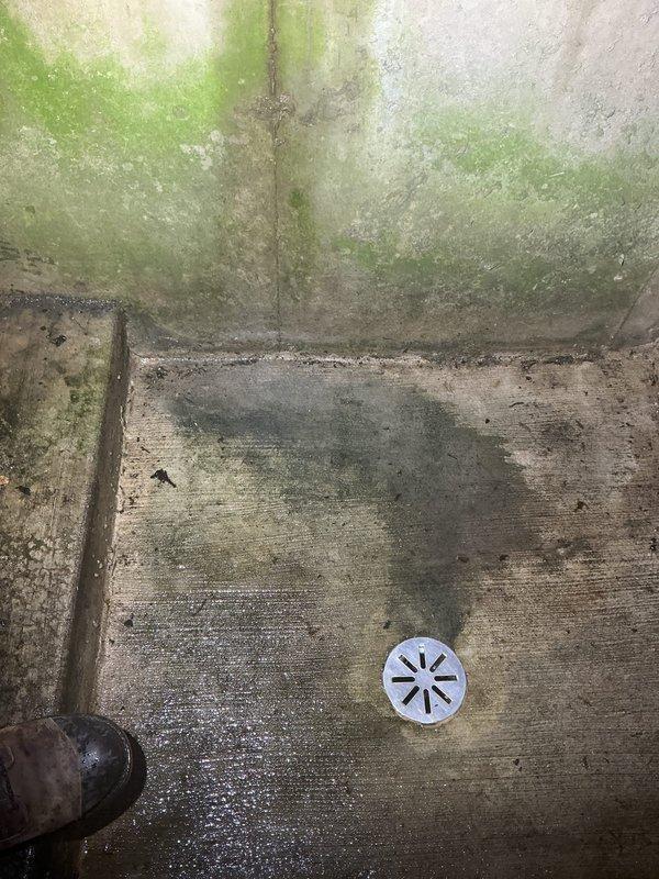 Responded to water seepage concern through concrete surfaces. Conducted thorough inspection of exterior basement stairwell entrance and interior areas to determine if issue was plumbing-related or structural concrete problem. Documented extensive moisture infiltration evidenced by significant algae and mold growth on concrete stairwell walls, water staining on surfaces, and biological growth on interior wall corners. Observed functional floor drain at base of exterior stairwell and interior drain system. Assessment revealed moisture issues consistent with groundwater infiltration and inadequate drainage rather than active plumbing leak. Recommended specialist evaluation for concrete waterproofing and drainage solutions to address ongoing water seepage and prevent further deterioration.