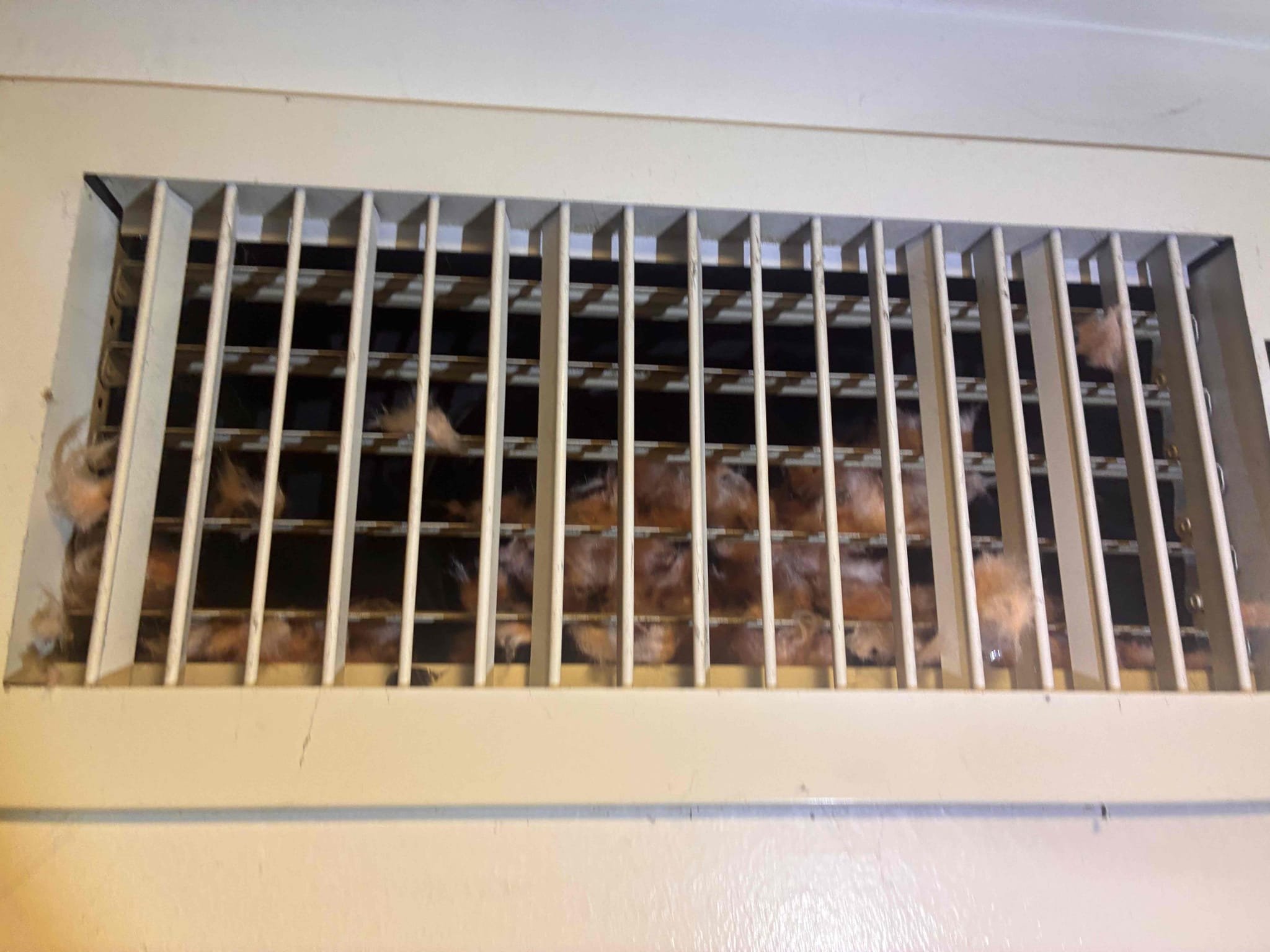 I inspected the supply air ducts in the downstairs kitchen and dining room, finding pink fiberglass insulation exposed inside the registers. Removing the registers revealed multiple openings and tears in the inner duct liner, consistent with possible rodent activity. Due to limited access, the full extent of the damage couldn't be determined. I recommended a professional rodent inspection and ceiling access to fully assess the damage. This will allow for a complete inspection of the duct runs, evaluation of the damage, and an accurate repair or replacement recommendation.