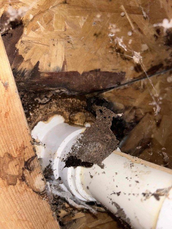 Conducted plumbing inspection as requested. Identified significant water damage around a PVC pipe penetration through OSB sheathing with visible mold and deterioration. Examined P-trap configuration under floor joists in crawlspace, noting accumulated debris around pipe joints that could potentially affect drainage performance.