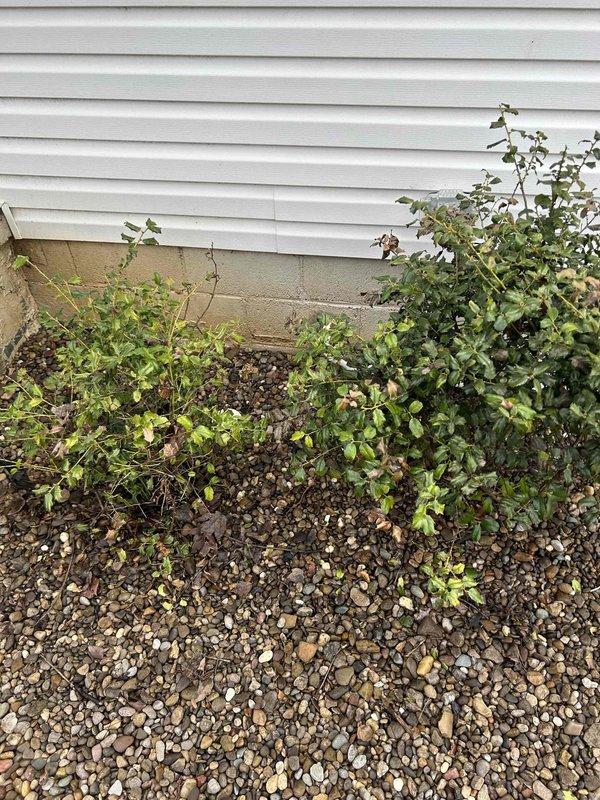 Responded to service call for reported water leak in a 70-year-old residence. Inspected water meter (BadgerMeter Model 25) which showed active consumption despite fixtures being off, confirming presence of a leak. Examination of the foundation perimeter revealed moisture accumulation near landscaping at the house exterior, indicating underground supply line damage requiring further excavation and repair.