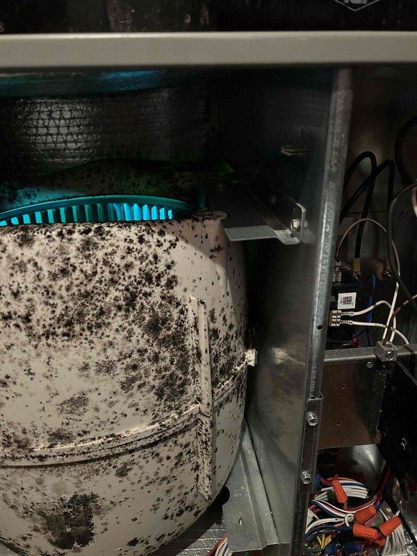 Responded to callback for non-operational HVAC system after multiple previous service visits. Upon inspection, discovered severe mold and debris contamination throughout blower assembly and air handler cabinet, which was causing system failure. Performed electrical diagnostics at breaker panel to verify power supply and circuit integrity. Documented extensive contamination on blower wheel and surrounding components requiring immediate attention. Recommended complete system cleaning and possible blower assembly replacement due to excessive buildup preventing proper airflow and operation.