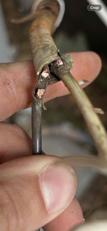 Responded to no cooling call on 2-year-old electric heat pump system. Upon arrival, performed electrical diagnostics on indoor air handler unit and discovered severely damaged wire with deteriorated insulation and exposed copper conductors causing system failure. Measured abnormal amperage draw of 55.9A during testing, confirming electrical fault. Repaired damaged wiring, restored proper electrical connections, and verified system operation with all parameters within normal range.