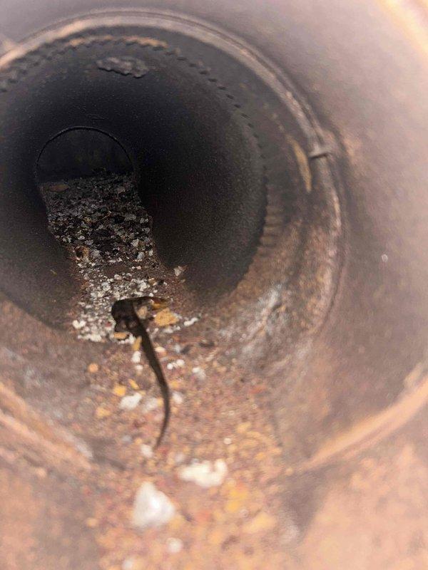 Returned to property to investigate oil furnace exhaust issue causing odors and eye irritation. Removed exhaust pipe and performed detailed inspection of chimney using camera equipment. Camera inspection revealed heavy accumulation of soot, combustion residue, and debris throughout the exhaust flue, confirming inadequate draft and blockage concerns identified during previous visit. The interior surfaces showed significant carbon buildup, corrosion, and sediment accumulation that was restricting proper exhaust ventilation and causing combustion byproducts to back up into the living space. Documented conditions with photographic evidence showing the extent of contamination within the flue system.