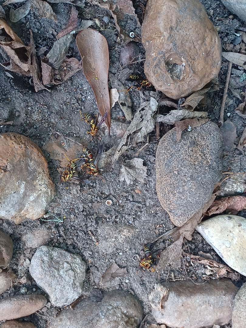 Beaumont Texas Pest Control & Termite Control Services Free Estimates