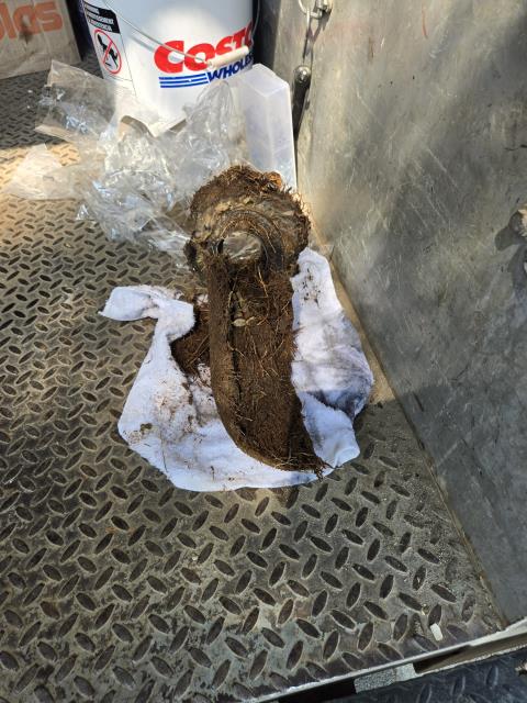 Toilet clog. Ran hand auger and pulled back roots, unable to clear from top of toilet. Pulled up toilet to find roots coming around the flange and into the closet bend. Ran auger through closet bend and cleared stoppage. Reset toilet with new wax ring and closet bolts. 