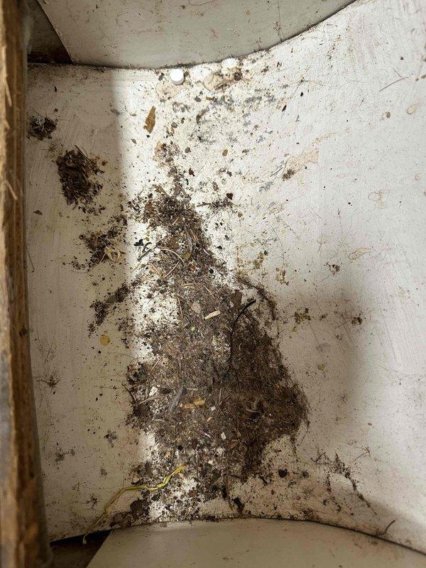 Completed comprehensive duct cleaning service with thorough cleaning of ventilation system. Discovered and removed significant accumulation of debris, mold growth, and contaminants from ductwork as documented in photos. Service included sanitization of affected areas to eliminate potential air quality concerns.