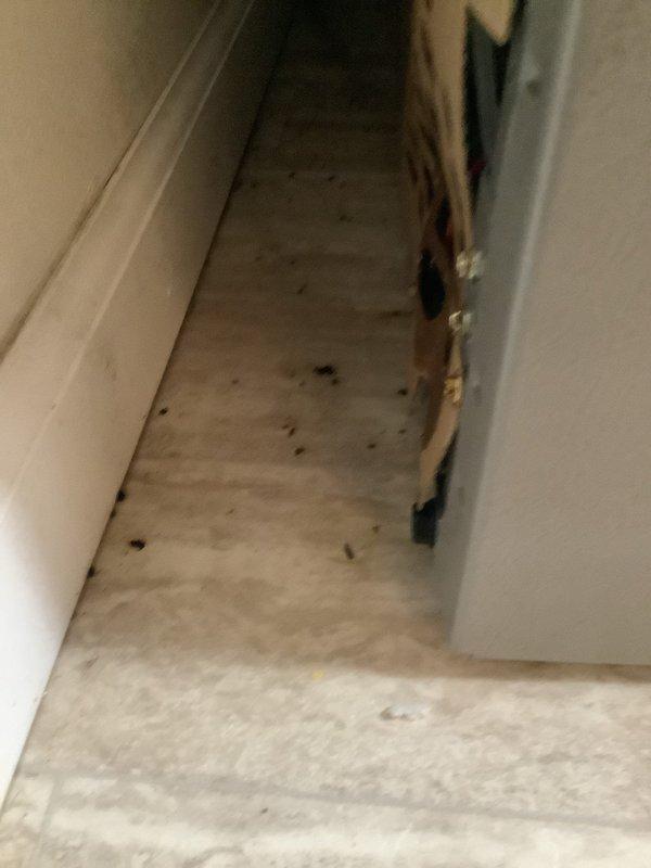 Responded to service call for reported water line leak between washer and refrigerator. Upon inspection, identified water damage in ceiling and stairwell area, indicating possible hidden plumbing leak. Located and repaired compromised water supply line, securing connections and testing system for proper operation with no further leakage.