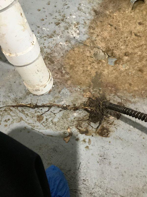 Responded to service call for main drain backup with slow drainage. Upon inspection, discovered significant blockage in basement drain line with evidence of water seepage and rust staining around PVC drain pipe. Successfully cleared obstruction using drain snake/cable, removing accumulated debris and organic matter that was causing the blockage.