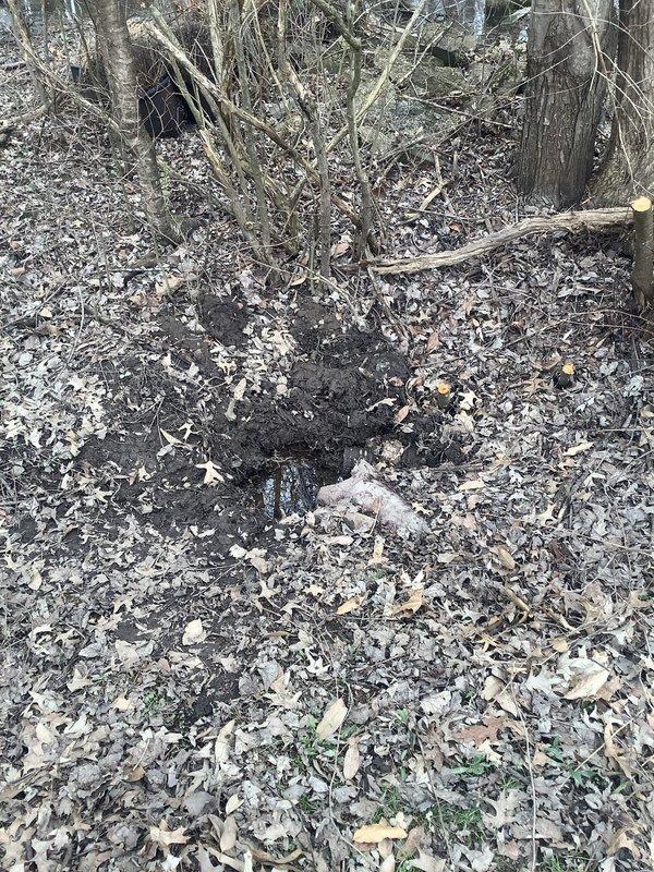 Responded to service call for backyard ground water drain with suspected pipe break previously identified by another contractor. Performed video camera inspection of drainage line to locate and assess the reported pipe damage. Successfully identified break location in underground drain pipe and marked the site on the ground surface for excavation access. Documented findings with photographs of the wooded backyard area and marked location to facilitate future repair work.