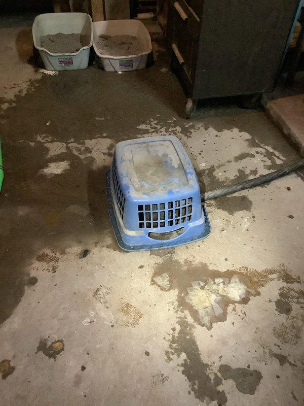 Responded to main drain backup in basement of 70-year-old home. Upon arrival, assessed the drainage system and located the main cleanout access point. Successfully cleared the blockage in the main drain line using professional drain cleaning equipment. Tested the system to ensure proper flow was restored and verified no additional backup issues remained. The aging plumbing infrastructure showed signs of typical wear consistent with the home's age, but the immediate drainage problem was resolved and normal function was restored to the main sewer line.