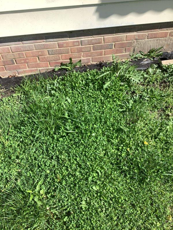 Conducted complimentary assessment for sump pump installation to address water intrusion issues in basement. Evaluated interior basement conditions, examining checkered tile flooring and identifying moisture concerns near foundation walls. Performed exterior inspection of property perimeter, assessing grade conditions adjacent to brick foundation and documenting drainage patterns in lawn areas. Provided estimate for sump pump system installation with battery backup capability to prevent future basement flooding.