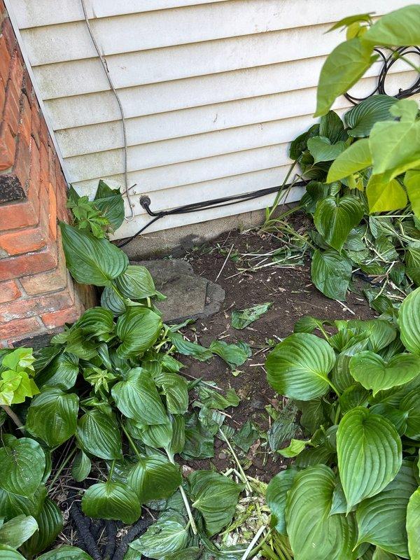 Excavated side yard garden bed area along building foundation to locate sump pump discharge line. Successfully identified disconnected discharge piping and properly reconnected system to ensure proper water drainage away from foundation. Installed new PVC piping with appropriate fittings to tie sump pump discharge back into the drainage system, securing all connections and routing pipe vertically along basement wall to ceiling level.