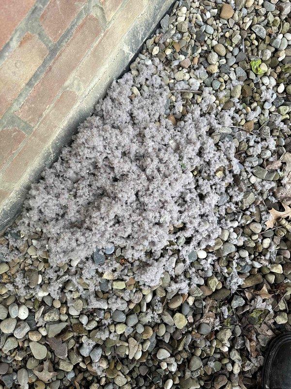 Completed dryer vent cleaning service for basement installation. Removed significant accumulation of lint and debris from the exterior vent termination point, which had created a substantial buildup on the ground surrounding the discharge opening. Cleared the vent line to restore proper airflow and prevent potential fire hazard from lint obstruction.