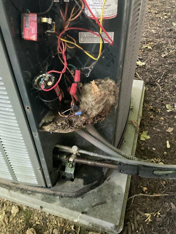 Completed scheduled maintenance on 15-year-old air conditioning system. Upon inspection, discovered animal nesting material in electrical compartment of outdoor condensing unit, which posed fire hazard and potential electrical failure risk. Removed all nesting debris and inspected electrical components for damage. Evaluated dual-rated capacitors (10mfd and 20mfd) with gold-plated brass terminals, confirmed proper operation and secure wire connections. Cleaned condenser coil fins and exterior surfaces of unit. Verified all electrical connections, tested system operation, and confirmed unit is functioning within normal parameters. Recommended customer consider installing pest guard to prevent future animal intrusion.