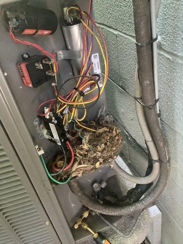 # No Cooling - Debris Accumulation in Condenser Unit

Responded to service call for Lennox air conditioning system running but not cooling with indoor temperature at 84°F. Upon arrival, performed visual inspection of outdoor condenser unit and found electrical panel accessible. Discovered significant accumulation of organic debris, including dried plant material and twigs, in lower compressor section and around internal components. Debris accumulation appeared to be nest material from rodents or birds that had built up over time, restricting airflow and potentially affecting system operation.

Removed electrical panel covers and thoroughly cleaned out all organic debris from compressor area and electrical compartment. Inspected capacitor, contactors, and relay switches for damage or deterioration caused by debris and wildlife activity. Verified all electrical connections were secure and free from corrosion. Checked refrigerant lines running along exterior wall for any damage or restric