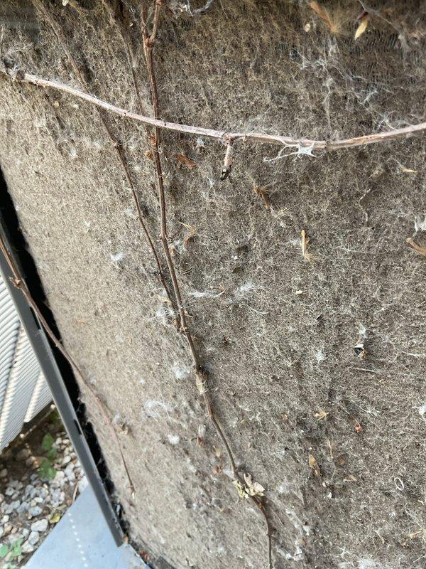 Responded to no cooling complaint at main residence. Upon inspection, found outdoor condensing unit with severely neglected maintenance conditions. Air filter and evaporator coil exhibited heavy accumulation of dirt, dust, and debris, restricting airflow and reducing system efficiency. External cabinet showed significant weathering with extensive cobweb buildup indicating prolonged lack of service. Removed and cleaned heavily soiled filter, cleared debris from unit base and surrounding area. Inspected refrigerant lines and internal components for proper operation. System restored to normal cooling operation. Customer enrolled in preventative maintenance program to ensure regular service intervals and prevent future performance issues.