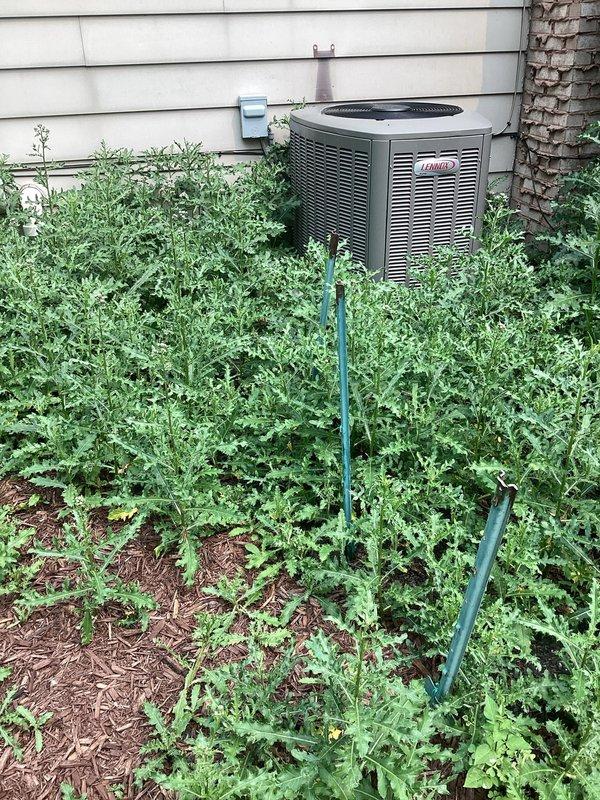Responded to no-cooling call where outdoor unit failed to start. Upon inspection, discovered blown fuses in disconnect preventing power to condenser. Replaced faulty fuses with new components, restoring power to unit. Verified fan motor operation and confirmed system returned to normal cooling function.
