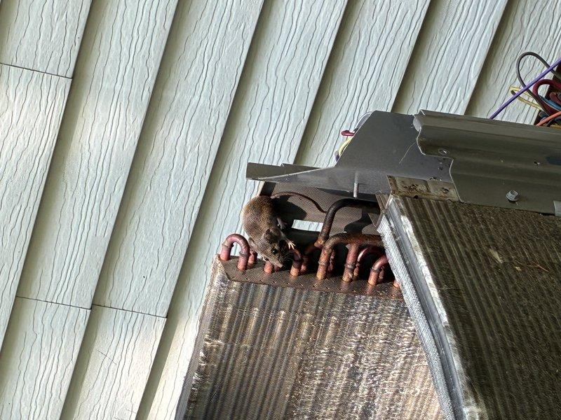 Completed MVP recurring cooling maintenance visit on residential HVAC system. Performed comprehensive inspection of air handler unit, verifying proper operation of dual blower motors, control board functionality, and capacitor condition. Documented significant rust and corrosion present on exterior copper refrigerant lines at condensing unit, which will require monitoring for potential refrigerant leaks and future line replacement to prevent system failure.