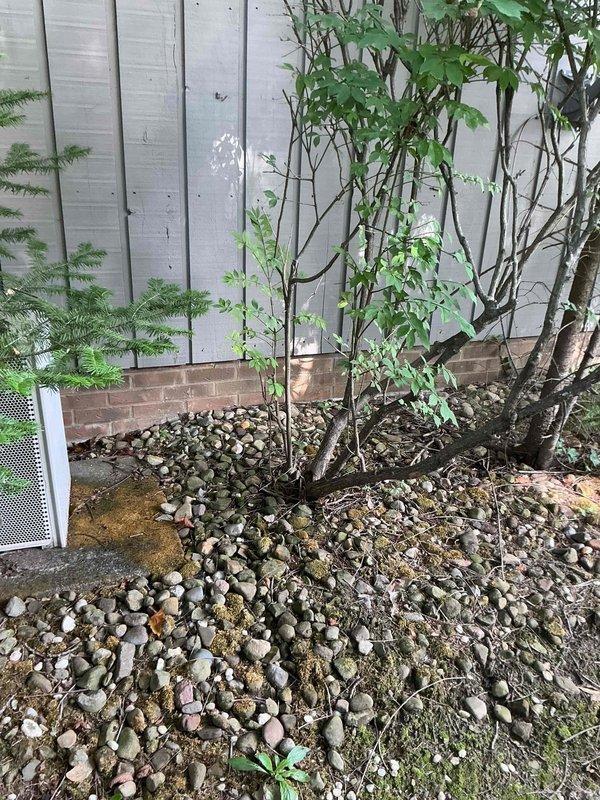 Conducted on-site electrical estimate for Kohler generator installation in residential backyard location. Assessed existing landscaping area with decorative rock bed, evaluated placement options near exterior wall while considering clearance requirements from fence line and building structure. Documented site conditions including adequate access pathways and proximity to electrical service panel for future installation planning.