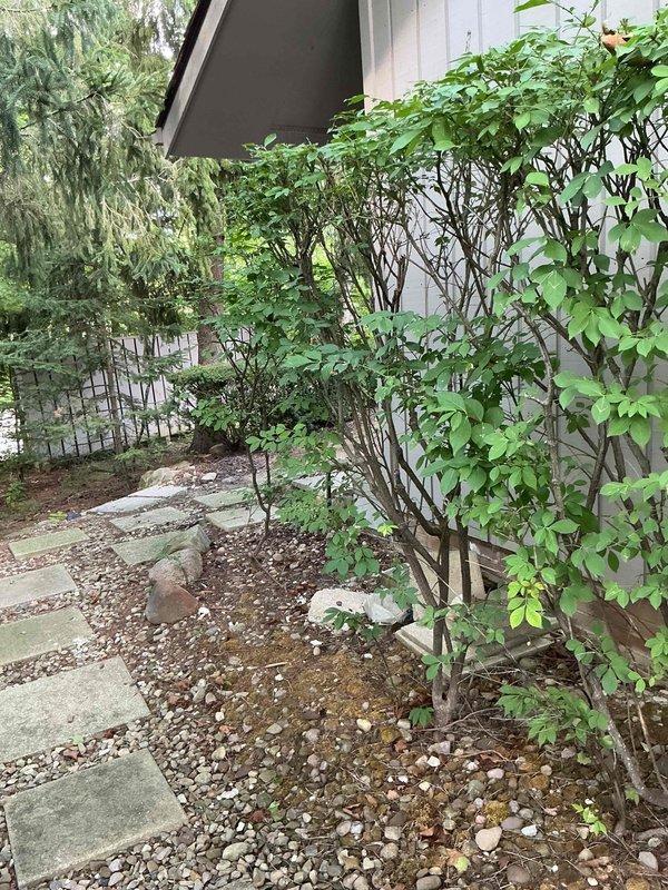 Conducted on-site electrical estimate for Kohler generator installation in residential backyard location. Assessed existing landscaping area with decorative rock bed, evaluated placement options near exterior wall while considering clearance requirements from fence line and building structure. Documented site conditions including adequate access pathways and proximity to electrical service panel for future installation planning.