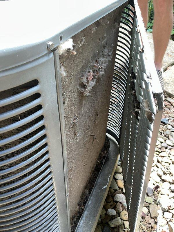 # HVAC Service Report - Water Leak Resolution

Responded to service call for water leaking through furnace from 11-year-old Lennox air conditioning system. Upon arrival, conducted thorough inspection of both indoor and outdoor equipment to identify source of water intrusion.

Exterior condenser unit inspection revealed significant accumulation of dirt, dust, and debris on internal surfaces and coil fins. Heavy grayish-brown grime buildup was observed on interior cavity walls between outer casing and evaporator coil, indicating extended period without maintenance. This level of contamination can restrict airflow and contribute to improper condensate drainage.

Opened access panel on outdoor unit to examine electrical components and internal condition. Inspected capacitor, wiring connections, and associated electrical terminals. All wire connections including yellow, red, purple, and black leads were checked for proper termination and secure mounting. Capacitor showed normal wear consist