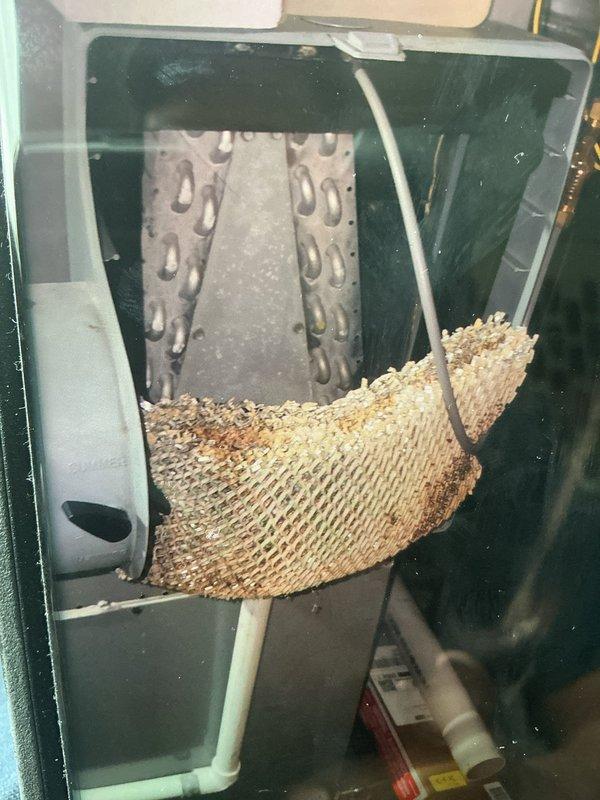 Performed comprehensive tune-up and maintenance on 13-year-old Tempstar furnace system, including inspection of heat exchangers, control board, and electrical connections. Serviced 7-year-old Research Products humidifier control and 7-year-old ActivTek air scrubber unit as requested. Documented significant deterioration of evaporator coil showing brownish discoloration, corrosion, and structural degradation with honeycomb mesh sagging and breaking apart, indicating component has reached end of serviceable life and will require replacement to maintain system efficiency and indoor air quality.