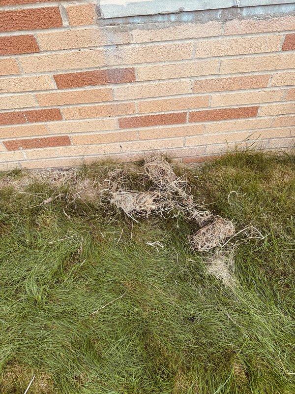 Responded to callback regarding open furnace exhaust pipe from previous year's installation. Upon arrival, discovered birds had built nest inside uncapped termination pipe. Removed nesting materials from exterior base of wall and cleared debris from pipe opening. Cleaned soot and heat staining around pipe penetration. Properly capped and sealed the exhaust termination to prevent future wildlife intrusion and ensure system operates safely per manufacturer specifications.