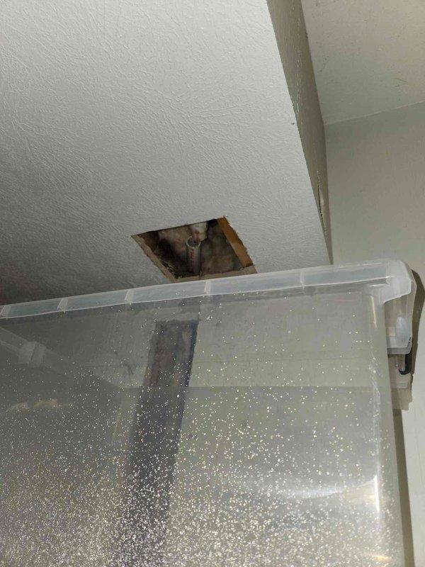 Performed inspection of water-damaged ceiling area where apparent leak has compromised insulation integrity. Documented extensive moisture infiltration with visible discoloration in fiberglass insulation and created access opening in ceiling to evaluate extent of damage. Temporary containment measures implemented with collection receptacle positioned beneath affected area pending further remediation.