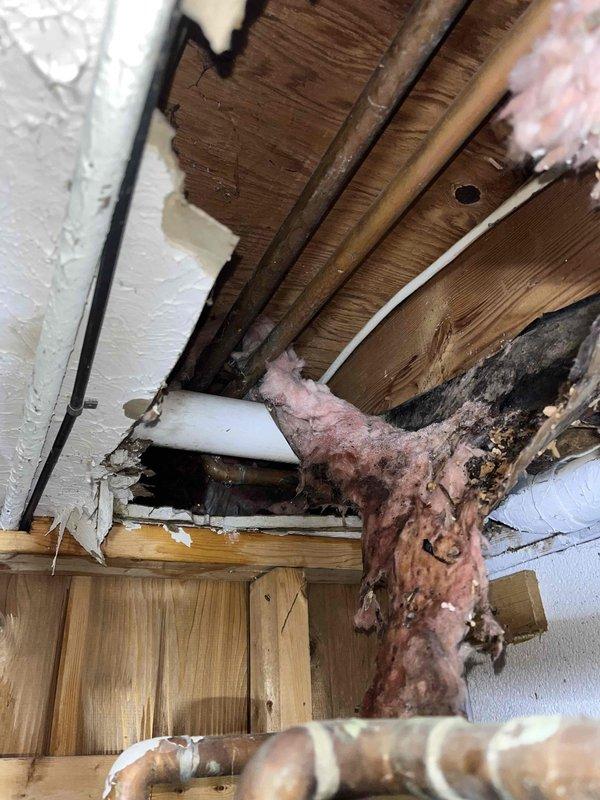 Responded to emergency call for burst pipe and no hot water. Upon inspection, discovered frozen pipes with one burst pipe causing water damage to interior structural components. Documented extensive damage to wooden joists and insulation. Identified multiple affected copper supply lines requiring repair to restore water service to the home.