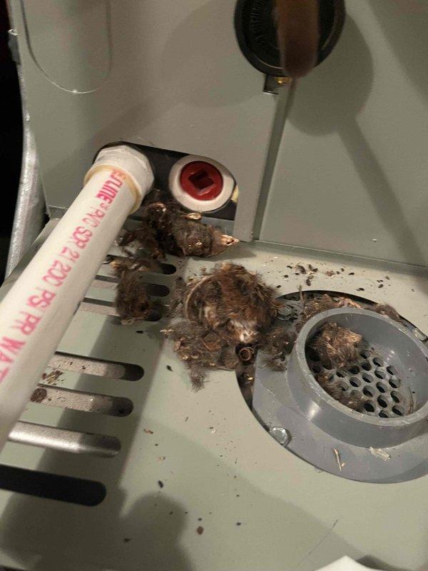 Responded to service call for non-functioning boiler and furnace. Inspection revealed significant lint and debris accumulation blocking the drainage system, impeding proper operation. Additionally, discovered substantial dust and carbon buildup in the furnace unit requiring cleaning. Performed thorough system cleaning and restored both heating systems to normal operation. Notified dispatch (Andy) of completed service.