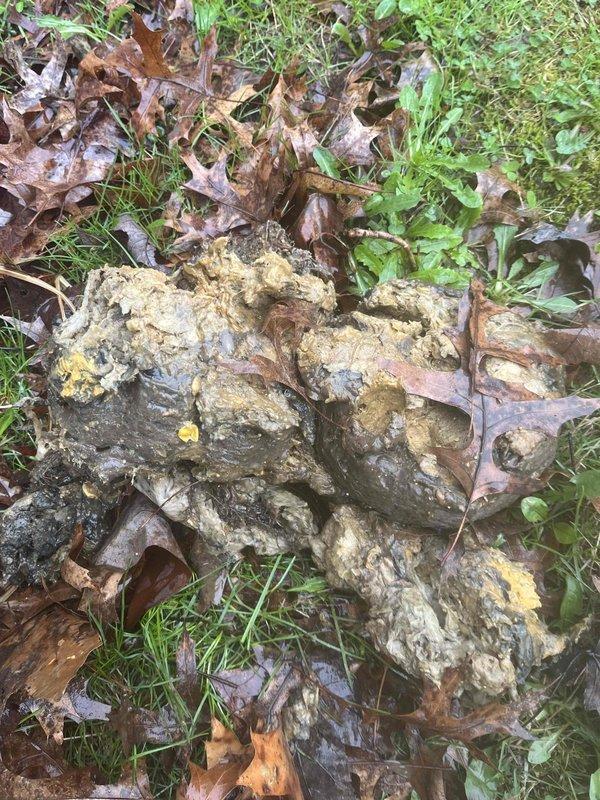 Responded to main drain line backup causing water and toilet paper to overflow into shower during laundry cycles, with occasional kitchen sink backup issues. Performed main drain cleanout and successfully removed extensive root intrusion and accumulated organic debris from the line. Customer was informed about available senior discount program for future plumbing services.