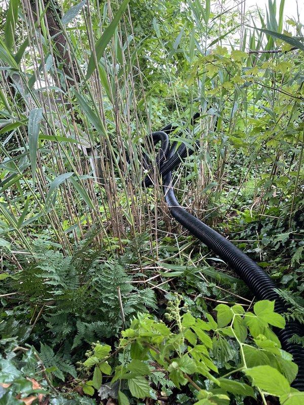 Returned to property to complete installation of 150 feet of corrugated drainage pipe extending from structure down to lake area. Routed black corrugated flexible tubing through overgrown vegetation and landscaped terrain, securing pipe along natural grade to ensure proper drainage flow. Installed turquoise PVC drainage line section near weathered wooden deck structure, supporting pipe with wooden stakes at intervals to maintain proper elevation and prevent sagging. Pipe routing navigated through dense vegetation including tall grasses, ferns, and climbing vines while maintaining appropriate slope for water discharge to lake.