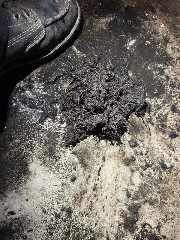 Responded to a main drain cleanout service call for suspected root intrusion in the drainage system. Successfully cleared the blockage from the main sewer line cleanout access point, which had previously required service for similar issues. Removed debris and restored proper drainage flow through the system. The cleanout assembly, located at floor level with PVC piping connections, was accessed and thoroughly cleared using professional drain cleaning equipment. Post-service inspection confirmed full restoration of drainage capacity with no standing water or backup conditions remaining.