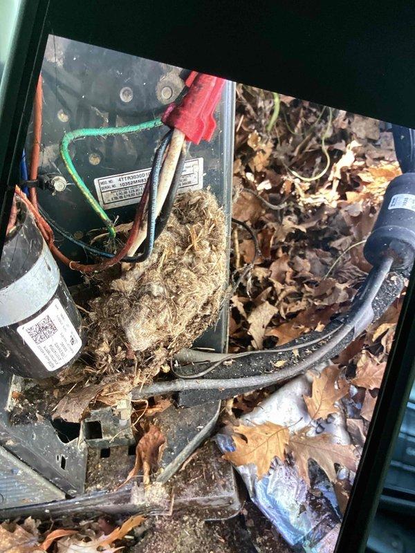# HVAC Service Report

Responded to no-cool complaint on 15-year-old Trane XR13 condensing unit. Upon arrival, found outdoor unit heavily contaminated with leaves, organic debris, and dirt accumulation around base and inside cabinet. Concrete pad showed significant deterioration with cracks and crumbling edges.

Opened condensing unit and discovered extensive debris infiltration within electrical compartment, including dried leaves and plant matter surrounding capacitor and electrical components. Removed and disposed of all organic material from interior cabinet and around unit perimeter. Cleaned condenser coil surfaces and verified proper airflow through unit.

Inspected electrical components including capacitor, contactor, and wiring connections. Checked refrigerant lines and insulation integrity. Cleared area around unit to ensure adequate clearance for proper operation and future maintenance access. System operational at time of departure.