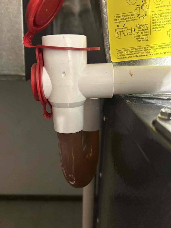 Completed routine HVAC maintenance club visit for system with noted pet allergy considerations. Inspected and photographed condensate drain system including PVC trap assembly with Rectorseal safety switch installation, observing discolored condensate water indicating normal system operation. Exterior inspection revealed outdoor condenser unit requiring vegetation clearance for proper airflow and accessibility, with overgrown shrubs and ground cover partially obstructing equipment. Renewed club membership as requested during this maintenance visit.