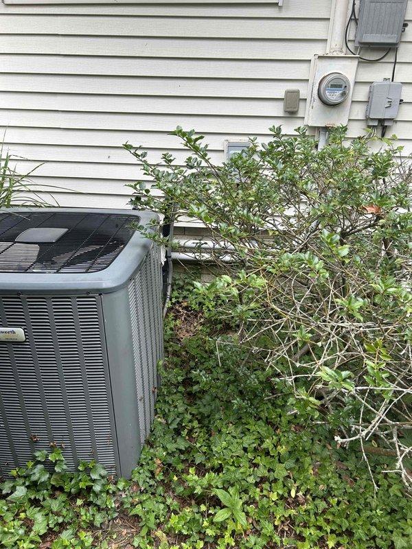 Completed routine HVAC maintenance club visit for system with noted pet allergy considerations. Inspected and photographed condensate drain system including PVC trap assembly with Rectorseal safety switch installation, observing discolored condensate water indicating normal system operation. Exterior inspection revealed outdoor condenser unit requiring vegetation clearance for proper airflow and accessibility, with overgrown shrubs and ground cover partially obstructing equipment. Renewed club membership as requested during this maintenance visit.