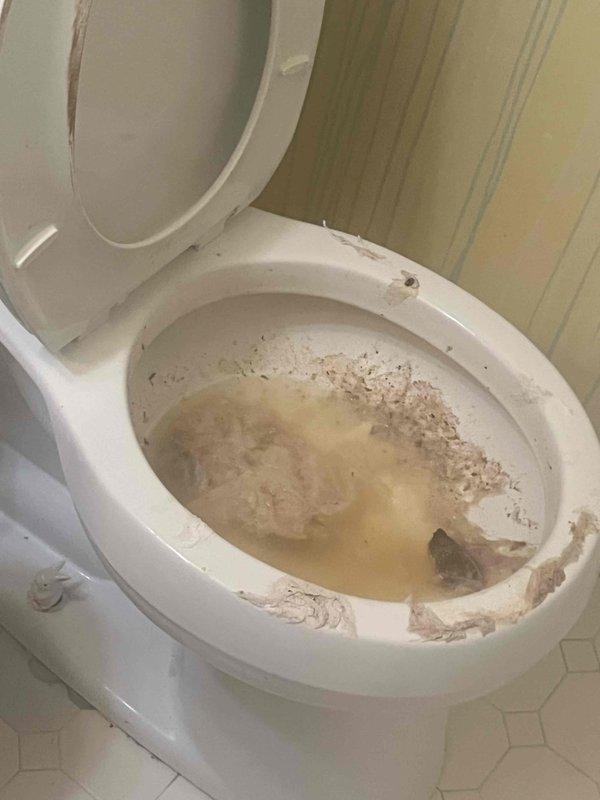 Responded to backup issue affecting first floor toilet and shower in historic 1863 home. Upon inspection, discovered significant sediment and debris accumulation in toilet bowl with discolored water present, indicating drainage obstruction in dedicated branch line. Cleared blockage from affected plumbing line serving first floor bathroom fixtures. Verified proper drainage function restored to toilet and shower, with no other household fixtures impacted. Issue isolated to single branch line as suspected.