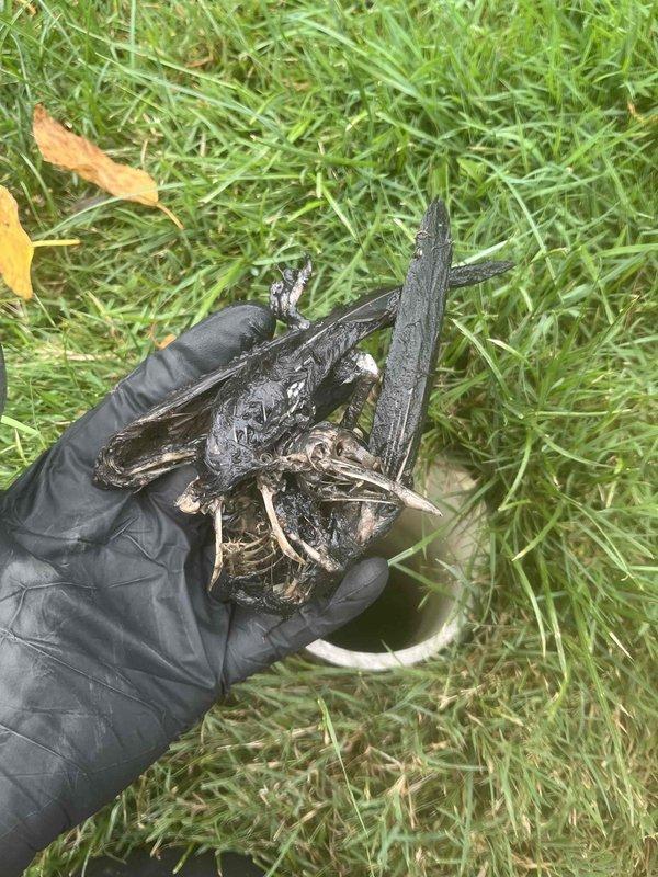 Responded to main line drain clog and successfully cleared blockage caused by deceased bird lodged in the system. Accessed crawlspace area to locate and remove obstruction from main drainage line, restoring full flow and functionality to all household drains.