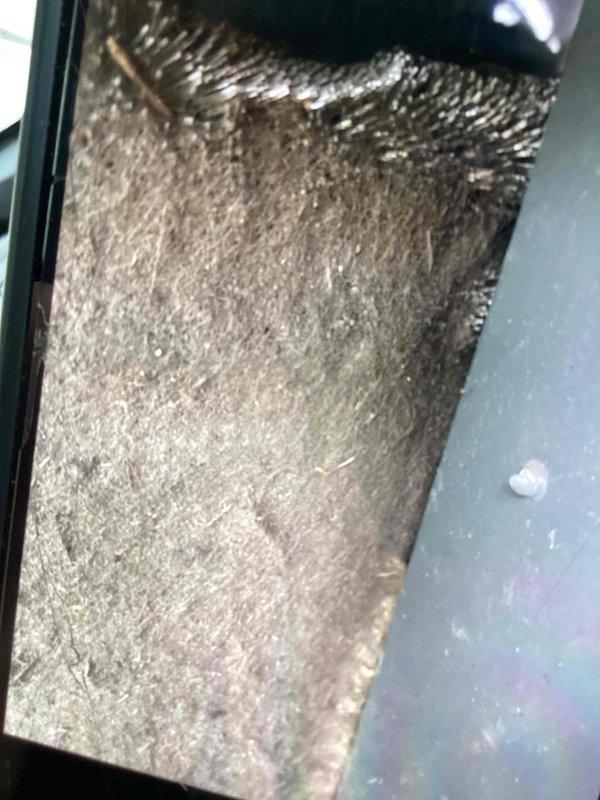 Responded to no cooling call on 6-year-old Trane system affecting entire residence. Upon inspection, found severely restricted airflow due to heavily soiled air filter completely clogged with dust and debris, along with significant dust accumulation throughout the air handler interior and on evaporator coil assembly. Replaced dirty filter, cleaned evaporator coil and condensate drain lines, and restored system to normal cooling operation.